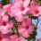 Mandevilla splendens.png